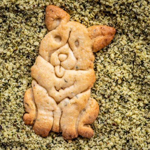 biscuit chien